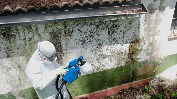 Trusted Crawl Space Mold Removal service in Rolesville, NC - Cheap Mold Removal